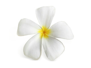 Fototapeta na wymiar frangipani flower, transparent background
