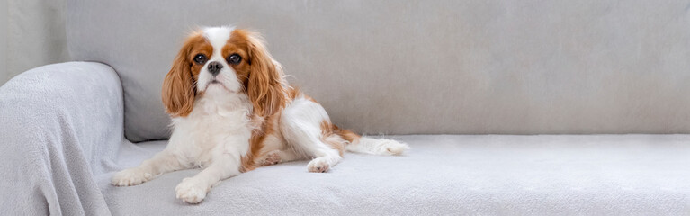 Portrait of a Cavalier cute puppy. Banner,  dog on grey background. Copy space