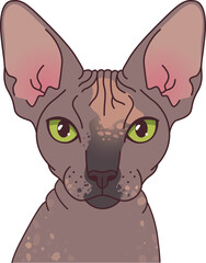 Sphinx cat portrait green eyes, black nose