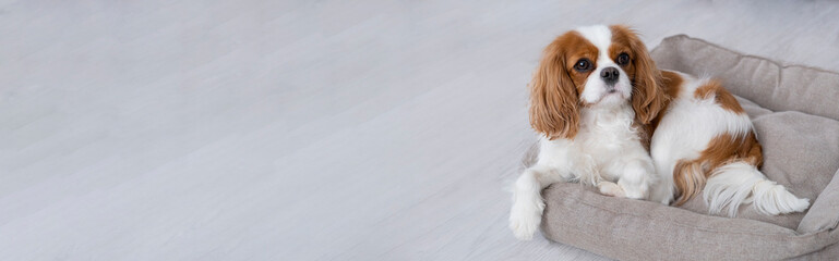 Portrait of a Cavalier cute puppy. Banner,  dog on grey background. Copy space