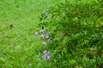 Colorful flowers in the garden. Nature scene. Colorful bright flowers background. Flower and plant.