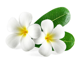 Frangipani flowers with leaves, transparent background