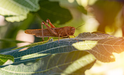 Egyptian grasshopper or Anacridium aegyptium. - 763285420