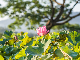 Obraz premium lotus in the morning light