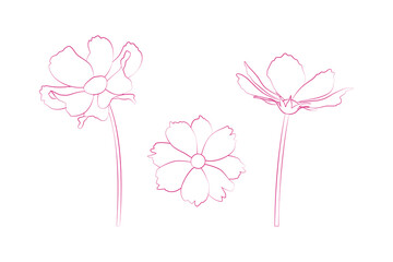 Hand drawn continuous line drawing of cosmos flowers. Vector illustration.