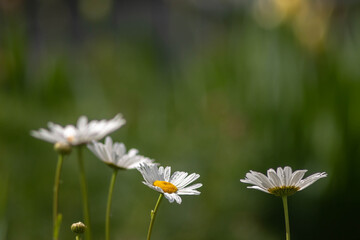 white daisy blooming in the garden, white daisy after rain