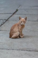 small red cat, homeless kitten