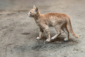 small red cat, homeless kitten