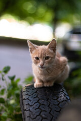 small red cat, homeless kitten