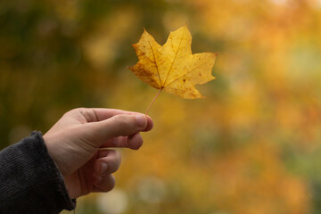 yellow clover leaf in hand