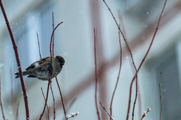 sparrows on thin tree branches