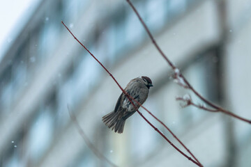 sparrows on thin tree branches