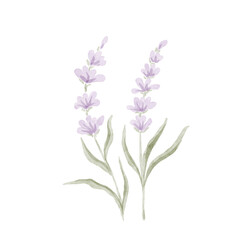 Watercolor purple flower, summer vintage botanical clip art