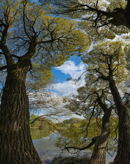 Russia. Moscow Pokrovskoe-Streshnevo Park. View of the translucent crowns of relict willows, similar to lace tulle, on the overgrown shores of park ponds.