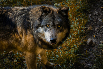 Portrait of a captivating gray wolf with a piercing gaze. Wildlife conservation Concept