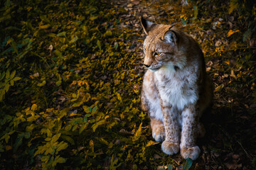Background of a lynx sitting in the Pyrenees forest. Copy Space. Wildlife Conservation Concept