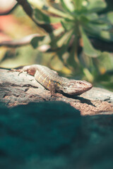 Gekko al sol en una roca