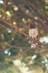 Petirrojo en la rama de un árbol