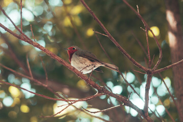 Petirrojo en la rama de un árbol
