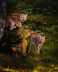Two wild lynxes staring in the Pyrenees forest. Wildlife conservation Concept