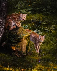 Fotobehang Lynx Two wild lynxes staring in the Pyrenees forest. Wildlife conservation Concept  © Uri Prat