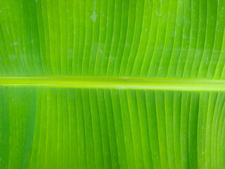 A photo of a light green banana leaf pattern with a horizontal direction in the center and a vertical direction on the edges.