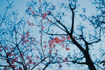 夜に咲く美しい桜の花