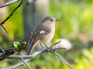 ジョウビタキのメス