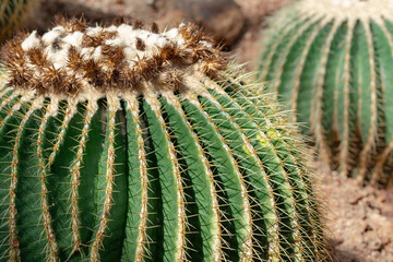 Golden barrel cactus also knows as golden ball or mother-in-law's cushion Echinocactus grusonii...