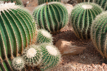 Golden barrel cactuses also knows as golden ball or mother-in-law's cushion Echinocactus grusonii anagoria in botanical garden