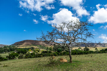 Paisagem de Cerrado, Serra da Canastra, Minas Gerais