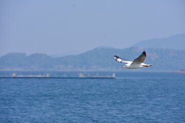 Fototapeta na wymiar Seagull over the lake 