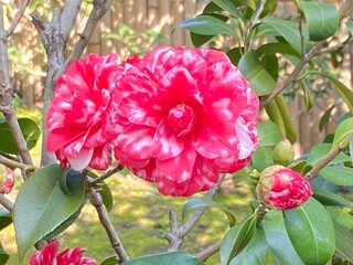 Camelia 椿