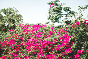 Bougainvillae belonging to the four o' clock family.Bougainvillae are evergreen where rainfall occurs all year, or deciduous if Bougainvillae is a dry season