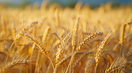 Fototapeta premium wheat harvest season