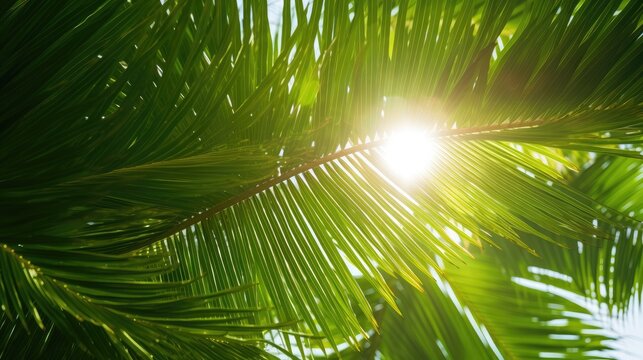 palm tree leaves