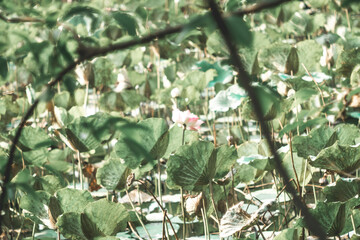 Beautiful lotus in lake,High angle view of pink lotus water lilies in lake,Lotus pond in Nature,Close-up of lotus seedpod,High angle view of flowers blooming in park,Close-up of lotus on leaves,