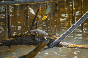 Close-up of a baby Australian saltwater crocodile sunbathing on top of a log in the river