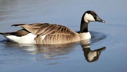 A Goose With Its Webbed Feet Paddling In The Water Upscaled 2