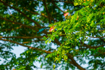 Samanea Extremely large tree, 15-25 m tall,Samanea under suitable conditions can be up to 50 m tall, Samanea with large buttress at the base.