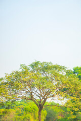 Samanea Extremely large tree, 15-25 m tall,Samanea under suitable conditions can be up to 50 m tall, Samanea with large buttress at the base.