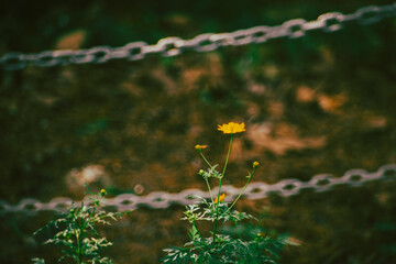 .Cosmos sulphureus is a species of flowering plant in the sunflower family Asteraceae, also known...