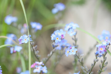 forget me not flowers