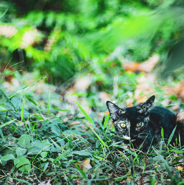 cat Like some other domesticated animals (like horses), cats can still live well in the wild as feral cats. Contrary to popular belief that cats are solitary animals