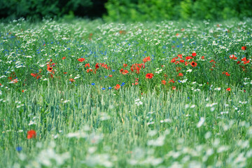 wild field of red poppies and wild flowers