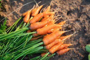 Baby carrots bunch and leaf in organic farm.
