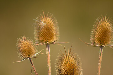 Closeup of golden cutleaf teasel seeds with blurred background