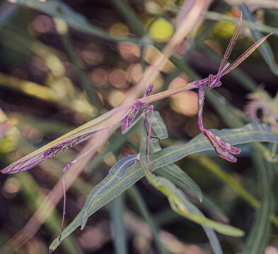Praying mantis camouflaged among green foliage