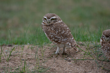 Lechuzas en su habitat natural