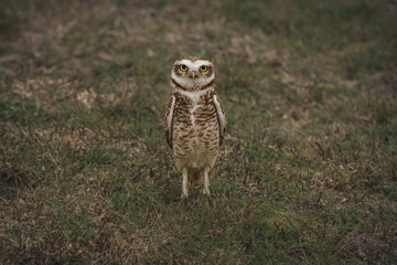 Lechuzas en su habitat natural